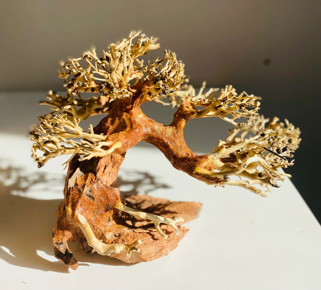 4 Benefits of Bonsai Driftwood for Your Aquarium