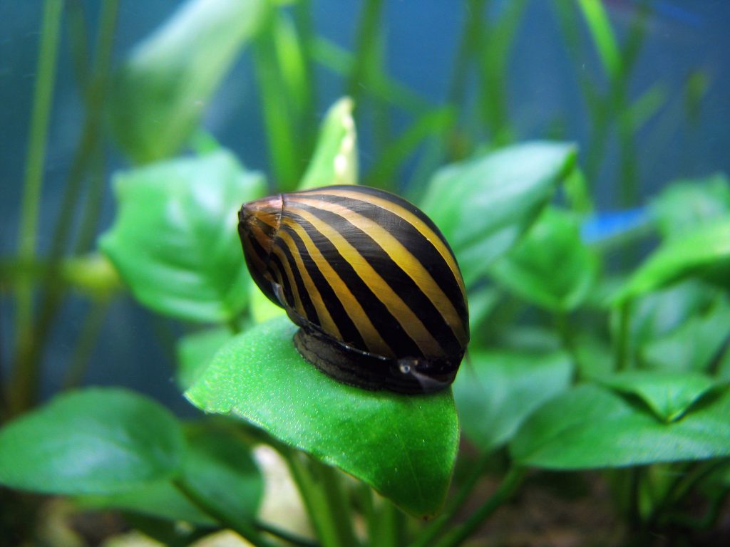 Are Nerite Snails Good for Your Tank?