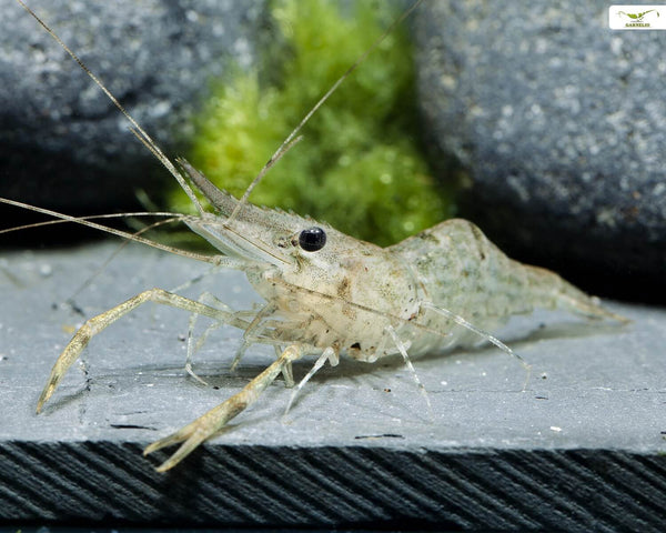 What Happens If You Stop Doing Water Changes in a Shrimp Tank?