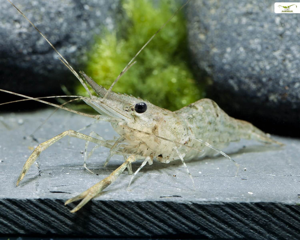 What Happens If You Stop Doing Water Changes in a Shrimp Tank?