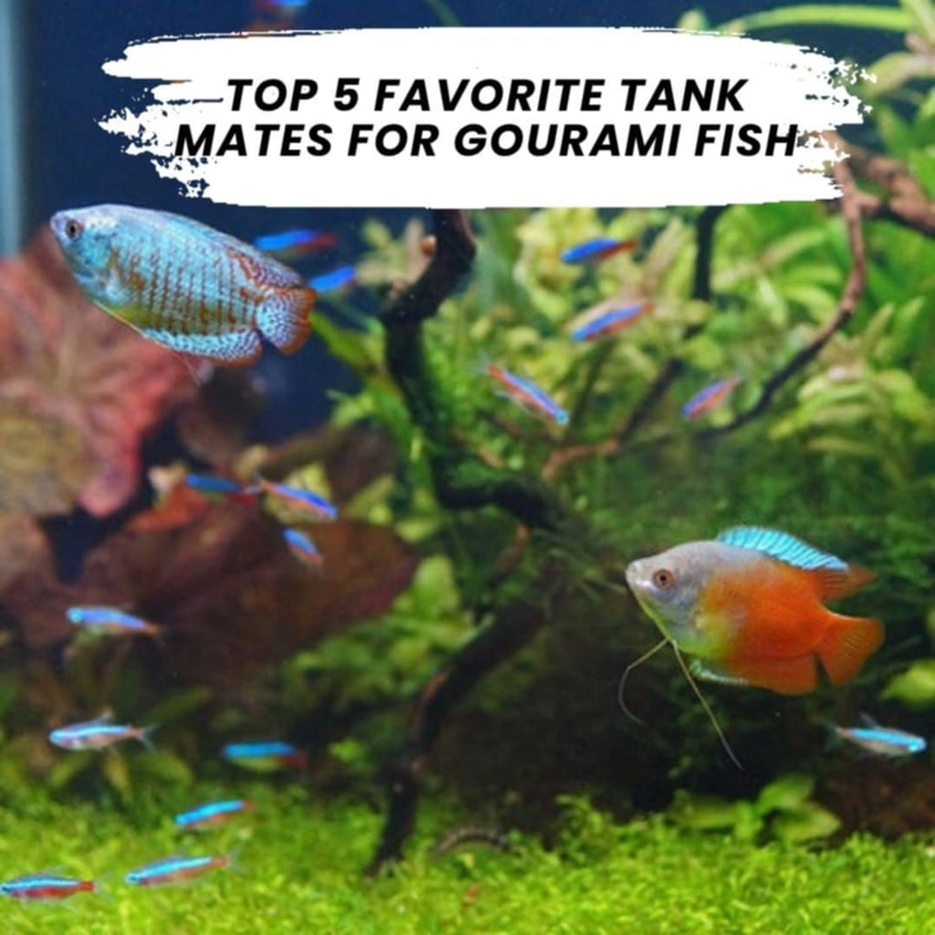Top 5 Favorite Tank Mates for Gourami Fish