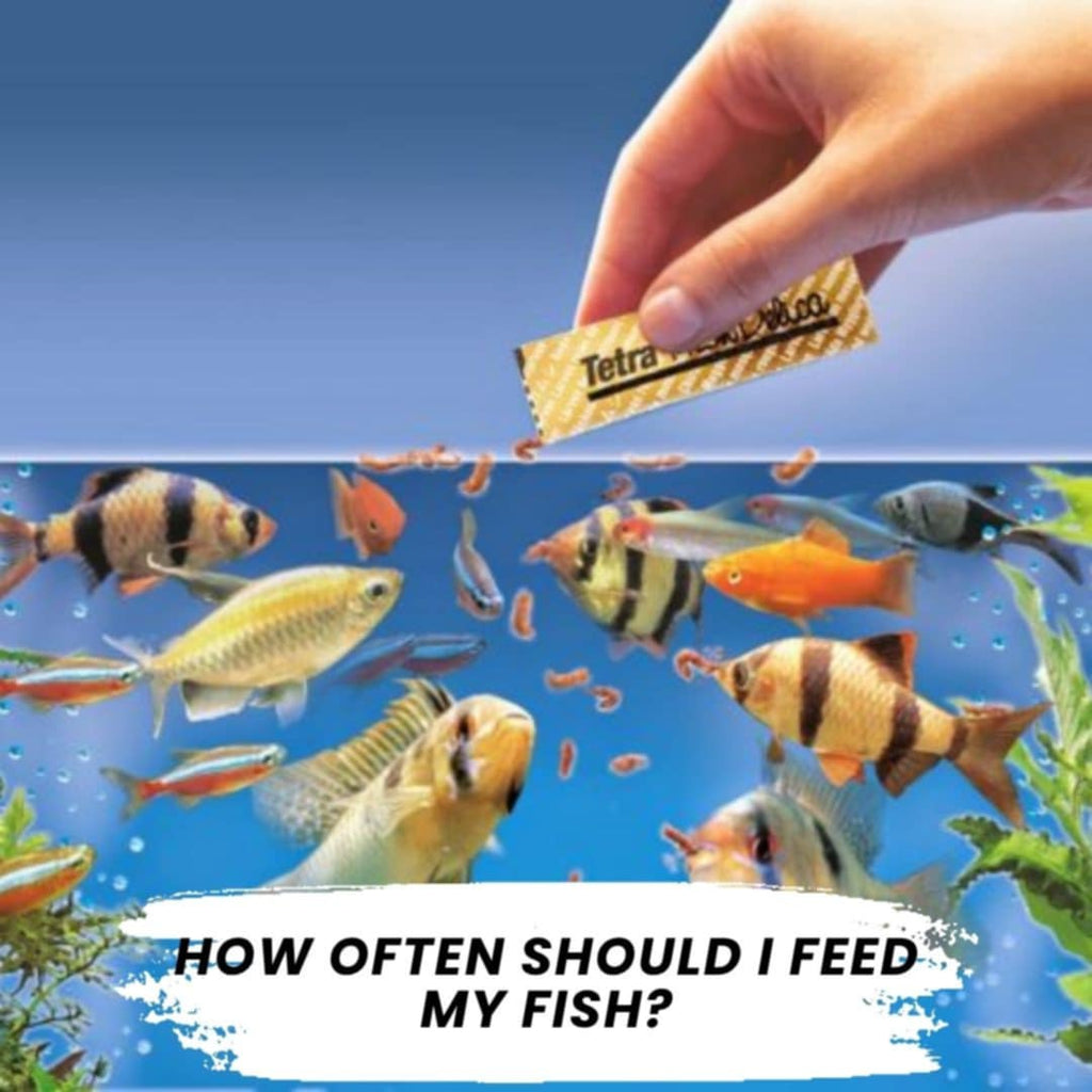 How Often Should I Feed My Fish?