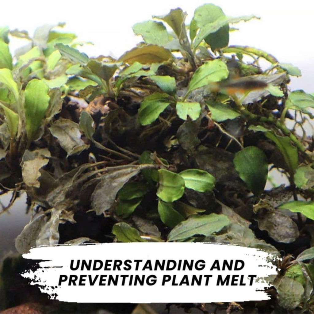 Understanding and Preventing Plant Melt