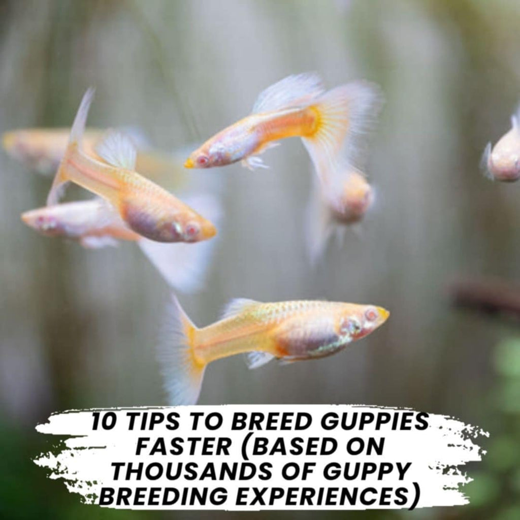 10 Tips to Breed Guppies Faster (Based on Thousands of Guppy Breeding Experiences)