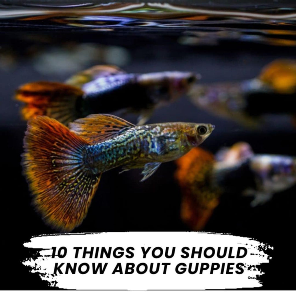 10 Things You Should Know About Guppies