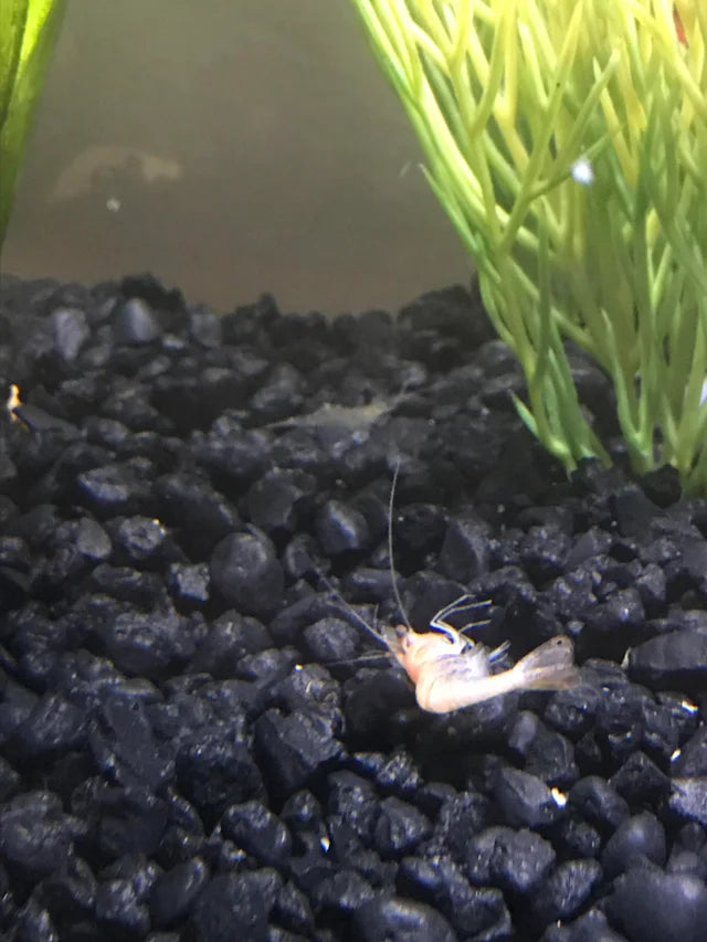 Why Are My Aquarium Shrimp Dying?