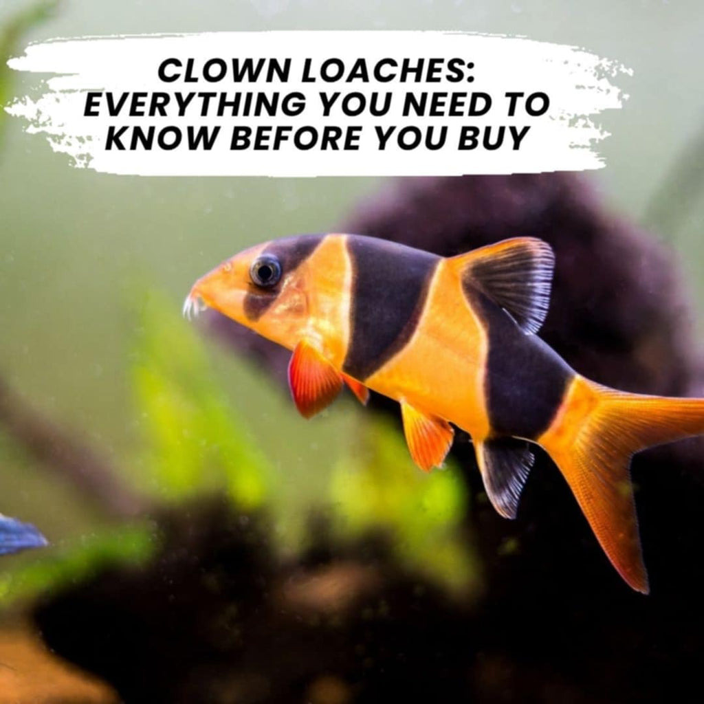 Clown Loaches: Everything You Need to Know Before You Buy