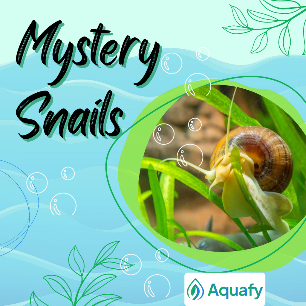 Mystery Snail Diet and Habitat