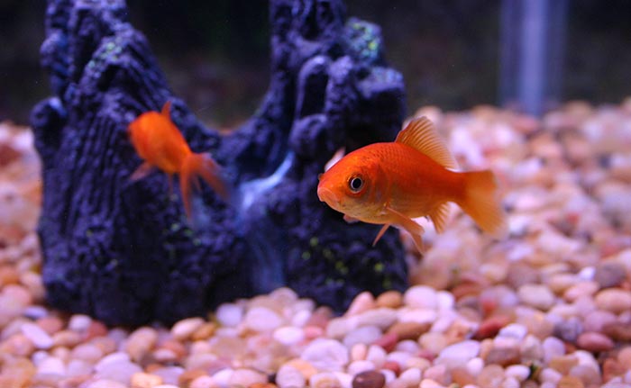 Understanding Nitrogen Cycle for Fish Keepers