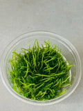 Weeping Moss Tissue Culture