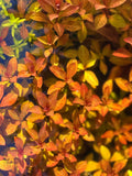 Ludwigia Glandulosa