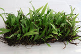 Rare Micro Java Fern