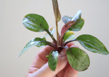Echinodorus Red Flame Sword
