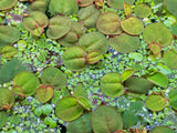 Floating Plant Mix