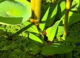 Floating Bamboo "Hygroryza Aristata"