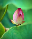 Assorted Pink Lotus Tubers and Runners