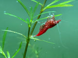 Bloody Mary Shrimp