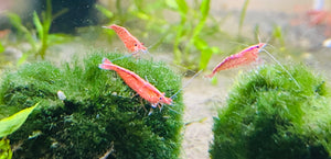 10x Red Cherry Shrimp
