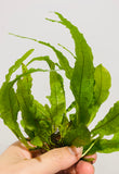 Java Fern Microsorum Pteropus