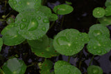 Hydrocotyle Verticillata