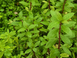 Hygrophila Polysperma 