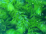 Hornwort Ceratophyllum demersum