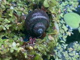 Purple Mystery Snails