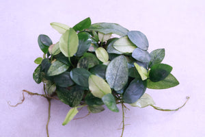 Anubias Pinto