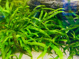 Trident Java Fern (2-3 Leaves on Rhizome)