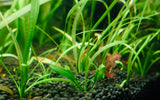 Dwarf Sag "Sagittaria Subulata"