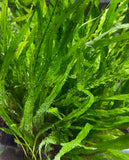 Needle Leaf Java Fern