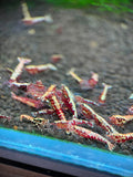 Red Galaxy Shrimp