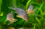 CORYDORAS STERBAI 4CM - LOCALLY BRED