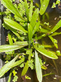 Dwarf Sag "Sagittaria Subulata"