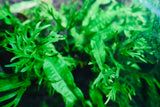 Windelov Java Fern Tissue Culture