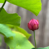 Bowl Lotus Seedlings