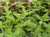 Hygrophila Pinnatifida