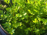 Water Parsley