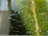 Vesicularia filicinum moss