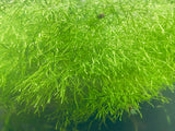 Riccia Fluitans