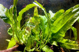 Java Fern Microsorum Pteropus