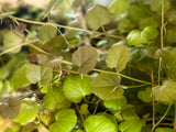 Cardamine Lyrata