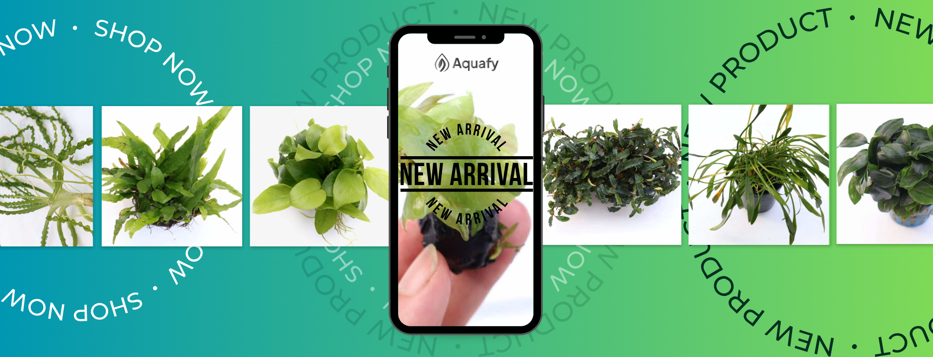 Aquafy Aquatic Shop