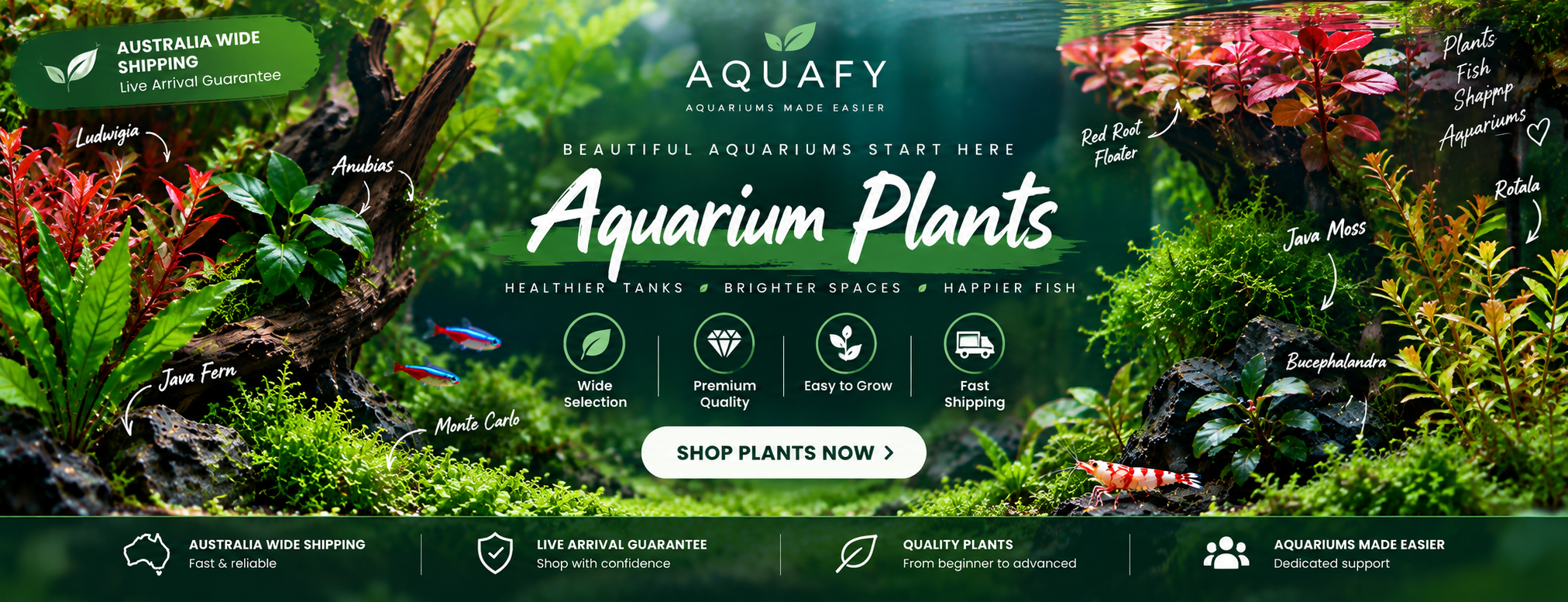 Aquafy Aquatic Shop