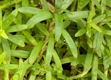 Heterаntherа zоsterifоliа - Star Grass