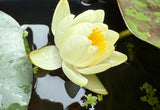 Assorted Water Lilies