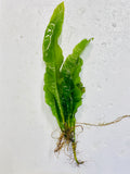 Java Fern Microsorum Pteropus