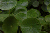 Hydrocotyle Verticillata