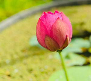 Assorted Bowl Lotus Tubers