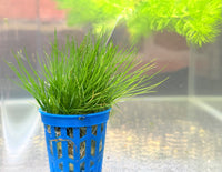Dwarf Hairgrass